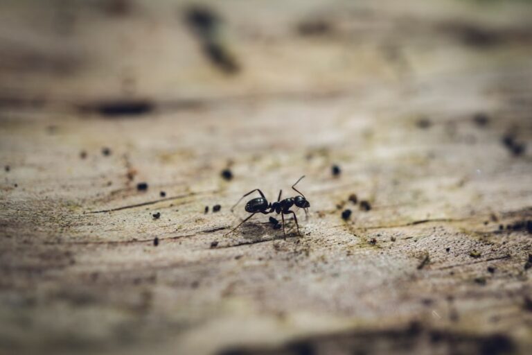 Gastos hormiga: cómo identificarlos y eliminarlos